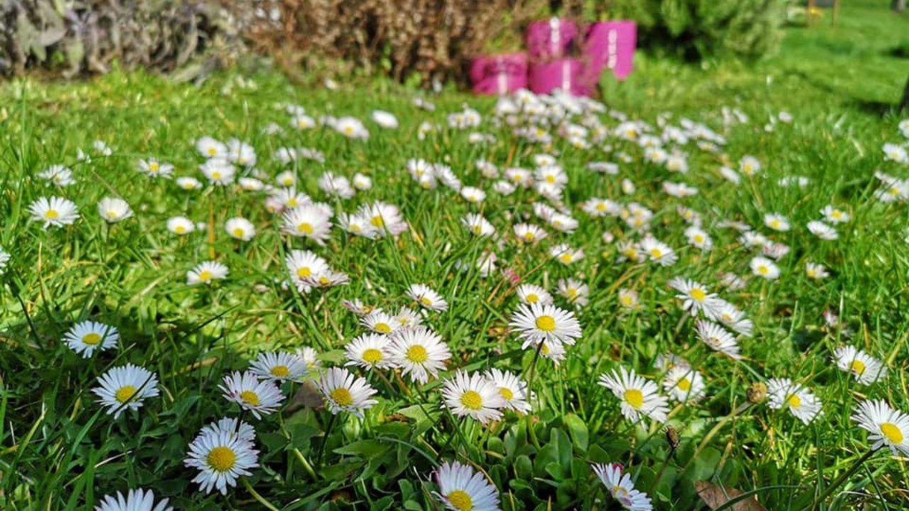 blumenwiesegarten blumenwiesegarten